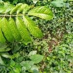 Dacryodes edulis Leaf