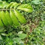 Pachylobus edulis Leaf