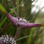 Caesulia axillaris Pokrój