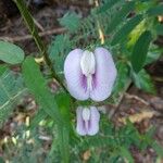 Centrosema virginianum Flower