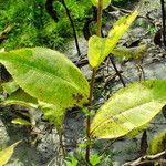 Inula helenium 葉