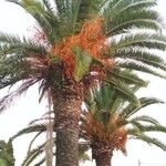 Phoenix canariensis Плід