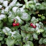 Vaccinium vitis-idaea Fruit