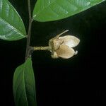 Fusaea longifolia Leaf