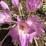 Colchicum lusitanum 花