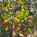 Cleyera japonica Hoja