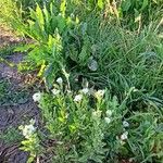 Berteroa incana Flor