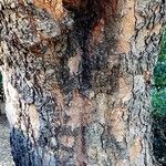 Enterolobium contortisiliquum Corteza