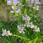 Physostegia virginiana 花