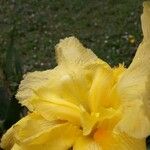 Iris pseudacorus Kwiat