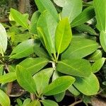 Rhizophora mangle Blatt