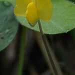 Arachis pintoi Flors