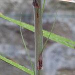 Puya mirabilis Leaf