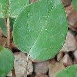 Fuchsia procumbens List