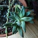 Pachyphytum compactum List