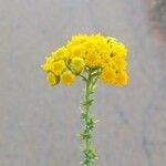 Tanacetum annuum Květ