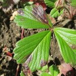 Fragaria chiloensis Foglia