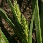 Carex hordeistichos Vrucht