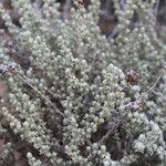 Helichrysum anomalum Otro