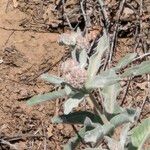 Asclepias eriocarpa Flower