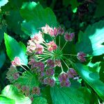 Physocarpus opulifolius その他の提案