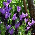 Lavandula stoechas Blüte