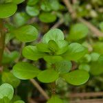 Lythrum portula Leaf