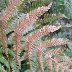 Dryopteris erythrosora Fruit