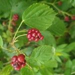 Rubus canadensis Fruit