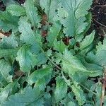 Senecio doria Leaf