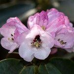 Rhododendron campanulatum Blodyn