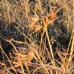 Themeda triandra Flower