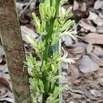 Sansevieria hyacinthoides ফুল