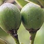 Sideroxylon borbonicum Vaisius