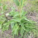 Arnoglossum plantagineum Habit