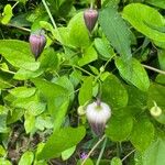 Clematis crispaFlower