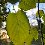 Alnus cordata Fuelha