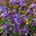 Penstemon azureus Flor