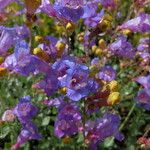 Penstemon azureus 花