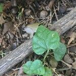 Cocculus carolinus Blad