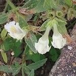 Galeopsis segetum Flor