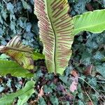 Asplenium scolopendrium Vaisius