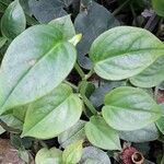 Peperomia angustata Foglia