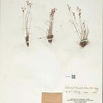 Bulbostylis truncata