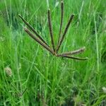 Eustachys paspaloides Žiedas