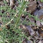 Echinops cornigerus Yaprak