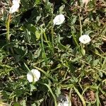 Convolvulus arvensisFleur