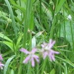 Lychnis flos-cuculi Blüte