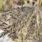 Bothriochloa barbinodis ফল