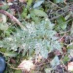 Asplenium adiantum-nigrum Blad